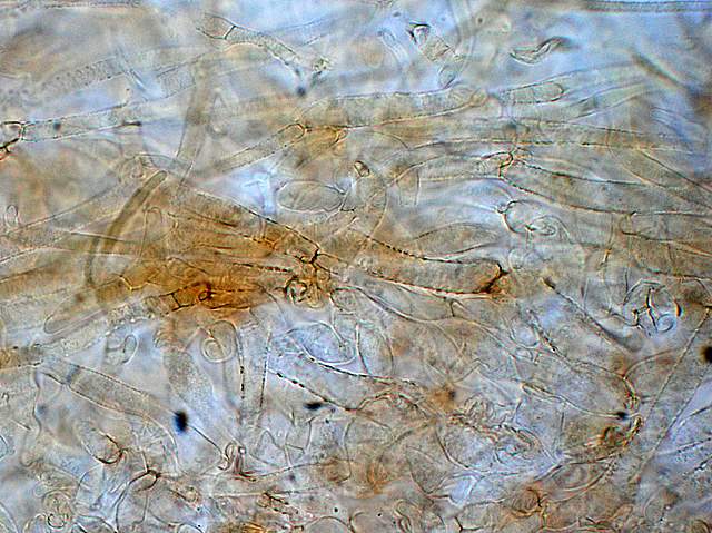 Galerina spec. Cod.: 0947-07